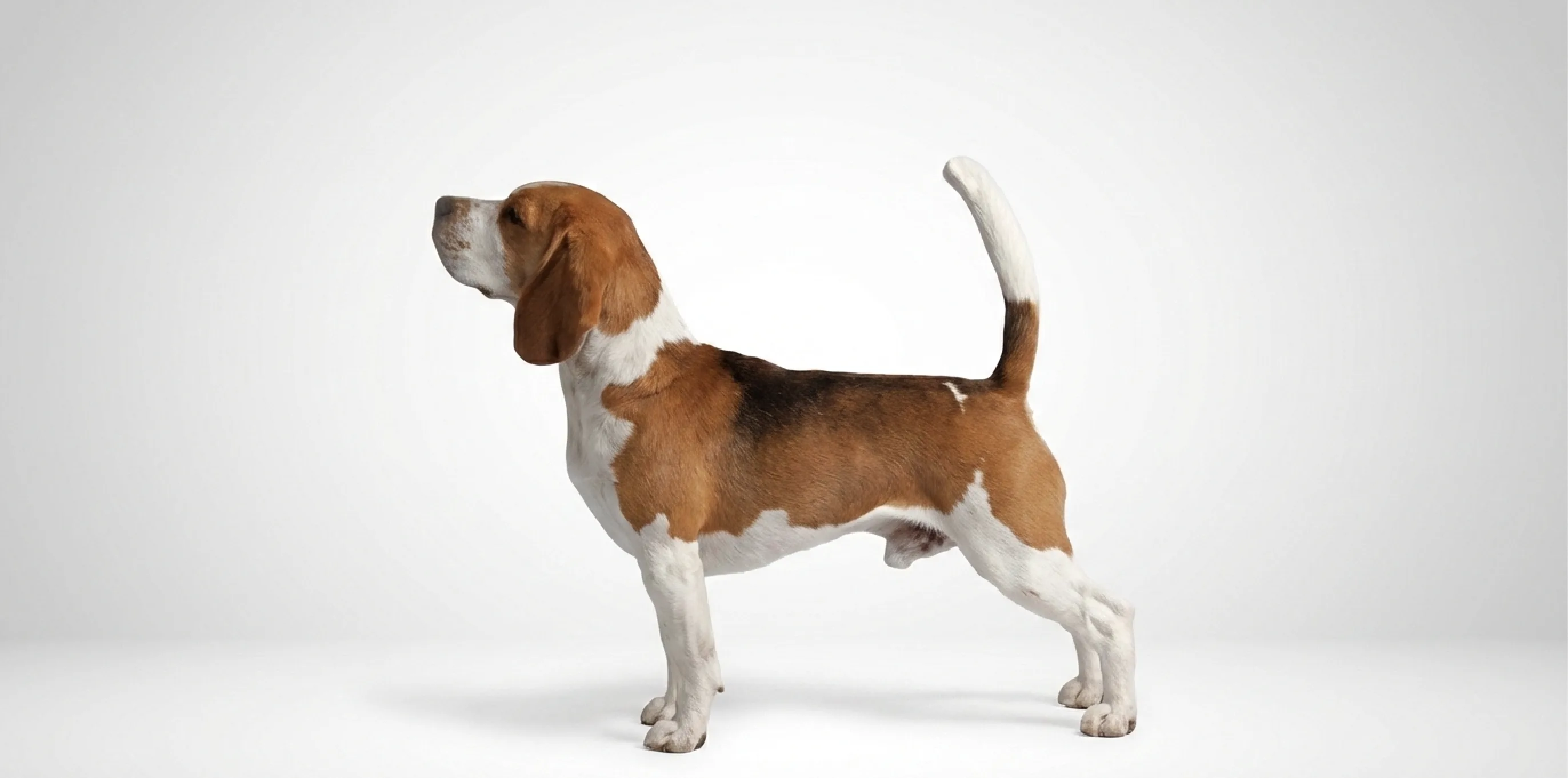 Perro beagle disfrutando de un baño profesional en Washdog Ñuñoa